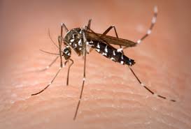 Stay safe from Dengue, Malaria, Chikungunya